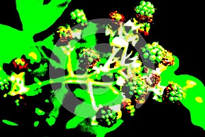 Branch with unripe blackberries and blackberry leaves as a background in wrong colors photo