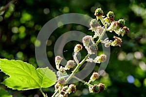 Branch with unripe blackberries in a slight backlight photo