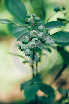 A branch of unripe blueberries plant growing outdoor.