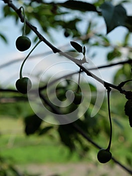 A branch with unripe cherries. Homegrown berries