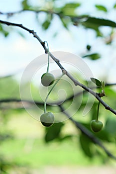 A branch with unripe cherries. Homegrown berries