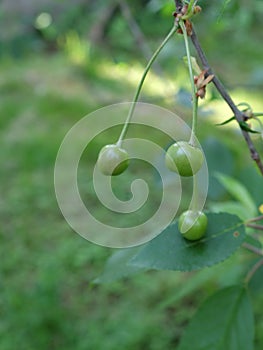 A branch with unripe cherries. Homegrown berries