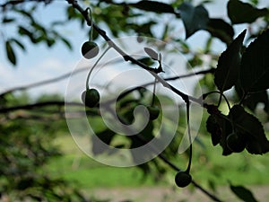 A branch with unripe cherries. Homegrown berries