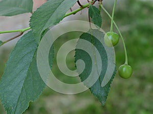 A branch with unripe cherries. Homegrown berries