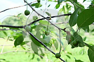 A branch with unripe cherries. Homegrown berries