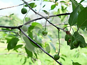 A branch with unripe cherries. Homegrown berries