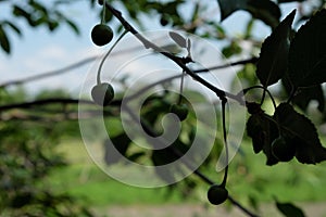 A branch with unripe cherries. Homegrown berries