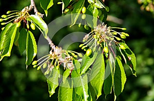 Branch with unripe cherries in the initial phase photo