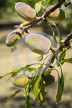 Branch with unripe fruits close up of an almond tree, species Prunus dulcis, native to Iran and surrounding countries