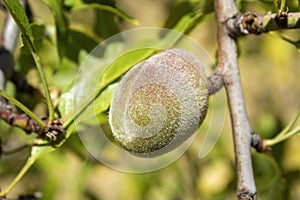 Branch with unripe fruits close up of an almond tree, species Prunus dulcis, native to Iran and surrounding countries