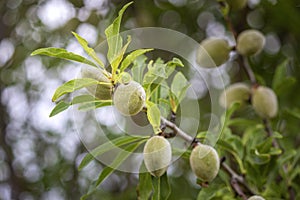 Branch with unripe fruits close up of an almond tree, species Prunus dulcis, native to Iran and surrounding countries