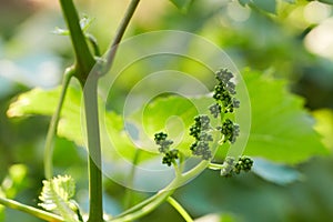 Branch of unripe grape