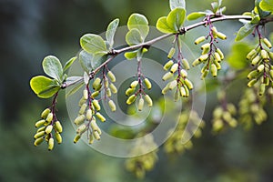 Branch with unripe green berberis berries