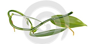 Branch of Vanilla planifolia or flat-leaved vanilla plant with green foliage isolated on white background