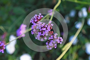 Branch of `Verbena Bonariensis` Purpletop Vervain  herbaceous perennial plant with many small violet flowers