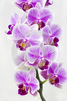 A branch of vibrant tropical purple orchid flower. Beautiful home bouquet of Thailand orchid. Selective soft focus.
