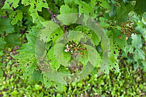 Branch of viburnum eaten by viburnum leaf beetle