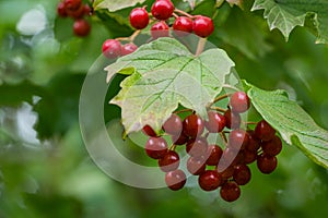 A branch of Viburnum opulus with red berries and green leaves on blurred green foliage background