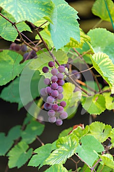 The branch of a vine with bunches of ripe grapes