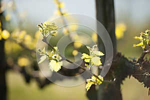 Branch of vine with first green leaves in vineyard in early spring