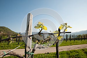 Branch of vine  with first green leaves in vineyard in early spring