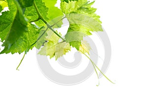 Branch of vine leaves isolated on white background