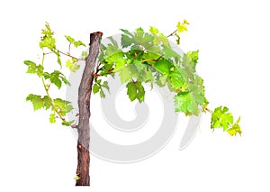 Branch of vine leaves isolated on white background