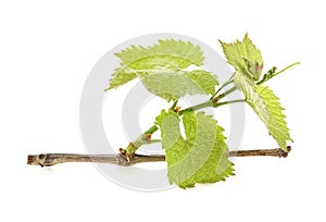 Branch of vine leaves isolated on white background