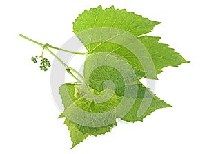 Branch of vine leaves isolated on white background. Fresh green grape leaves