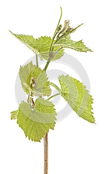 Branch of vine leaves isolated on white background. Vine sprout with young bunch of grapes