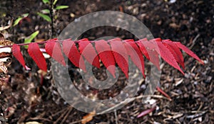 Branch of vivd red sumac leaves