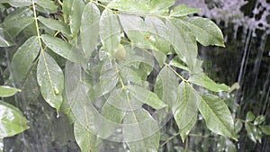 Branch walnut during heavy downpour in summer garden