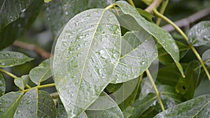 Branch walnut during heavy downpour in summer garden