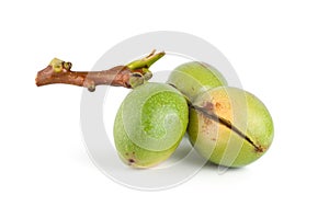 Branch of a walnut isolated