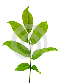 branch of walnut isolated on white background