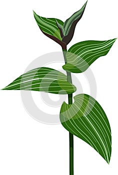 Branch wandering Jew plant Tradescantia fluminensis with green leaves isolated on white