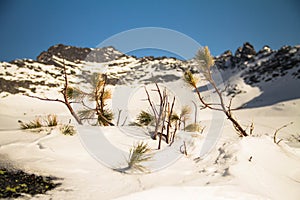 The branch was eaten against the background of the mountains.