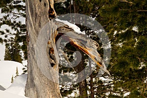 The branch was eaten against the background of the mountains.