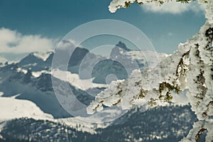 The branch was eaten against the background of the mountains.