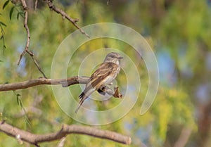 Branch Watchers: Spotted Flycatcher Birds Perched on a Branch photo