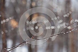 A branch with water droplets with a natural bokeh in the woods