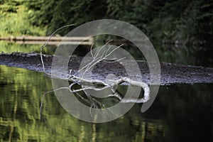 a branch in the water of a small river with trees in the background