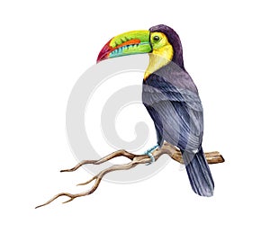 on the branch. Watercolor illustration. Hand drawn tropical jungle bright bird. Realistic Ramphastos sulfuratus avian