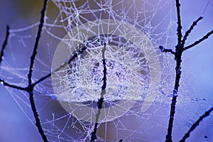 On the threads of the web drops of dew.