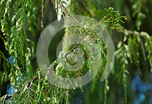 Branch of Weeping Nootka Cypress Cupressus nootkatensis Pendula with cones damaged by pest.  Evergreen conifer tree