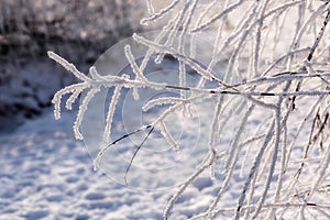 Branch of weeping willow covered by snow and frost in winter