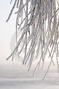 Branch of weeping willow covered by snow and frost in winter, close to the Dnieper river
