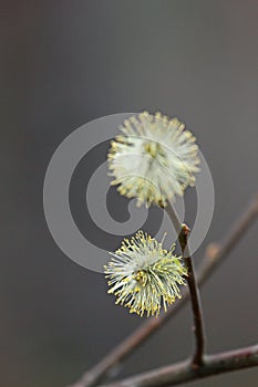 Branch on which two fluffy flowering yellow seals on a sunny day on a natural background in the forest. vertical photo