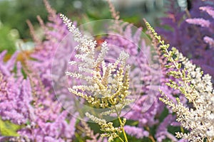 Branch of white Astilbe Chinensis with purple pink background of blooming Astilbe `Pumila` Dwarf Chinese Astilbe in summer sunny