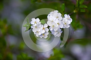 Branch with white blossoms on a gray background.